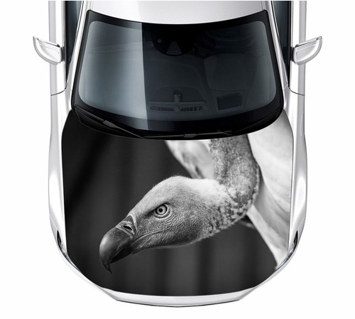 Motorhaube auto aufkleber - motorhaube, auto-aufkleber
