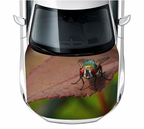 Motorhaube auto aufkleber - motorhaube, auto-aufkleber